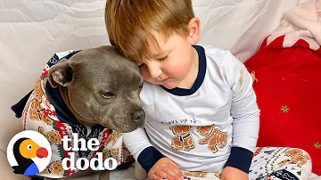 Jumping Pittie Helps Raise Her Human Brother | The Dodo