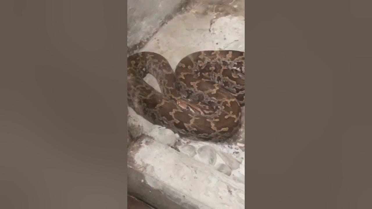 pythons🐍🐍🐍 are ready yo attack on the pray Attacking positions ...