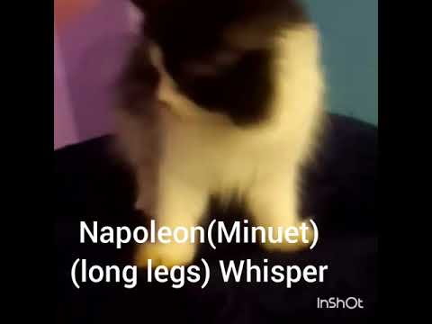 male Napoleon (Minuet)(long legs) Whisper