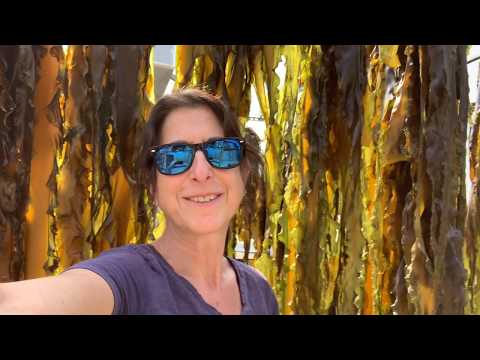 Video: Sugar Kelp