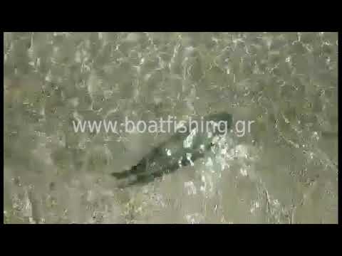 Λαγοκέφαλος δαγκώνει λουόμενο σε παραλία του Αιγαίου