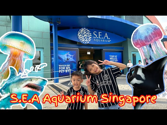 SEA Aquarium Singapore | Singapura class=