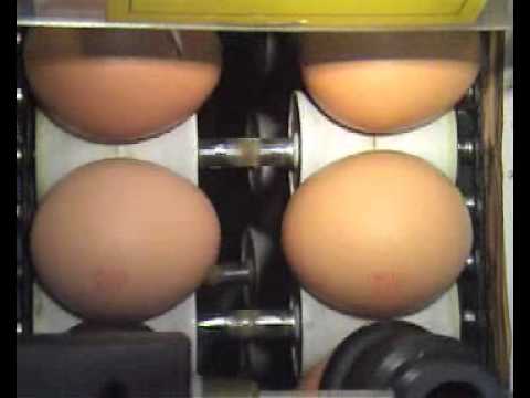 Egg coding EggFlex HeDiPack on Benhil 68 grader