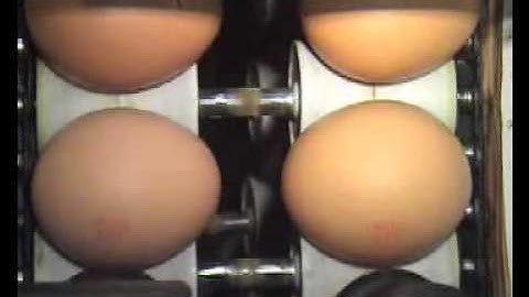 Egg coding EggFlex HeDiPack on Benhil 68 grader