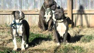 Real American Pit Bull Terriers! (ALL Under 65 lbs) READ DESCRIPTION FIRST!!