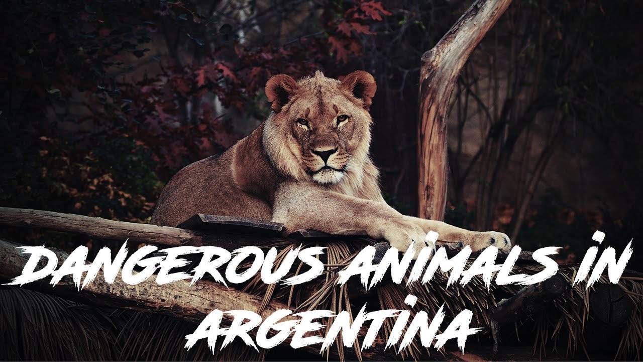 Exploring The Top 10 Most Dangerous Animals In Argentina YouTube exploring-the-top-10-most-dangerous-animals-in-argentina-youtube