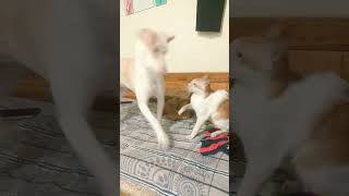 DogCat  friends Funn dog Cat   Short video |Miss you shiro cat 😒#cat #dog