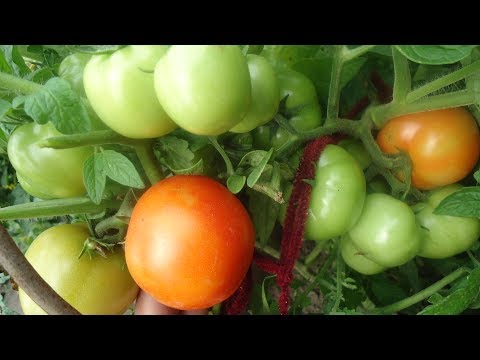 Vídeo: Tomate Sanka