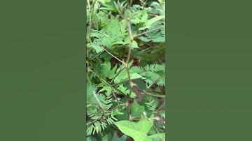 Cây Mắc cỡ - cây Trinh nữ #shorts