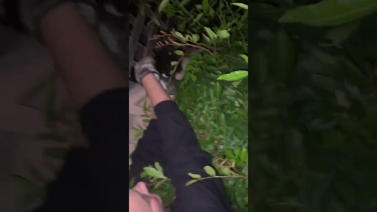 Kitten got stuck in fence