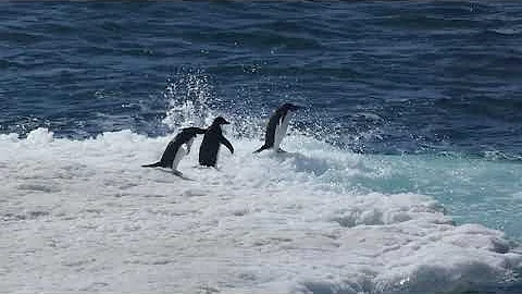 Adelie penguins on ice floe part 2 of 2