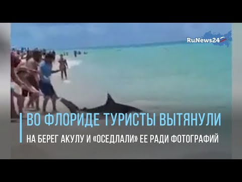 Во Флориде туристы вытянули на берег акулу и «оседлали» ее ради фотографий / RuNews24