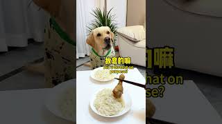 【旺仔很忙🐶Wangzai Is Busy】狗子在吃上面能有多较真How Serious Can A Dog Be About Food?