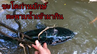 อะไรกันนี่ มัดชะโดถ่านยักษ์ไว้ ตะพาบน้ำ เข้ามากัดกิน ชะโดถ่าน