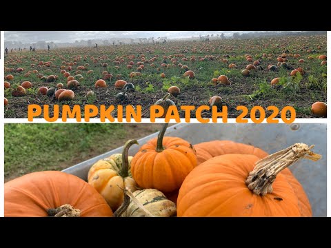 PUMPKIN PATCH 2020 | UNDLEY FARM