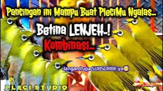 Suara Pleci BETINA KOMBINASI Bikin Jantan Ngalas.