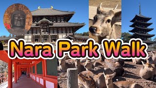 [World Heritage] A day walk in Nara Park. Deer and Todaiji Kasuga Taisha Kofukuji Temple