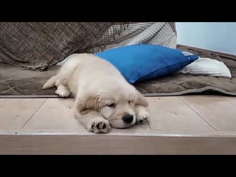 この格好は何だろう(笑)今は人生を左右する大切な時期なんです。【Golden Retriever japan】
