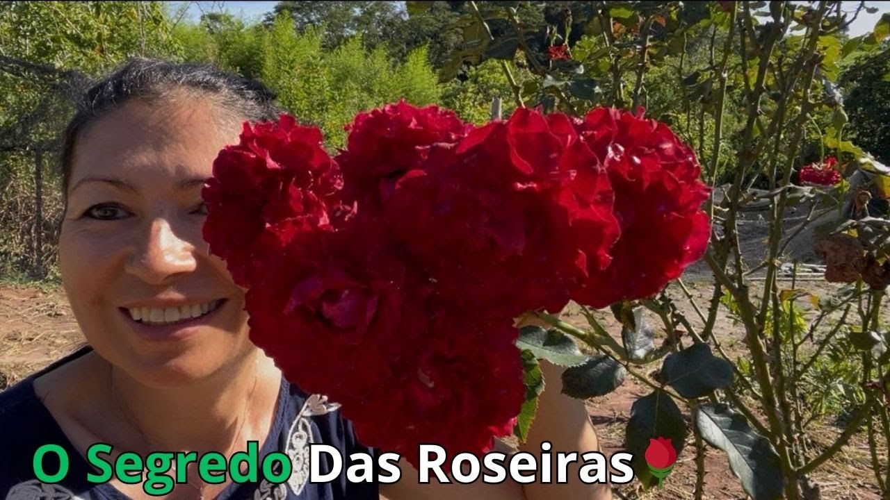 O Segredo Por Trás das Roseiras Mais Lindas do Sítio 