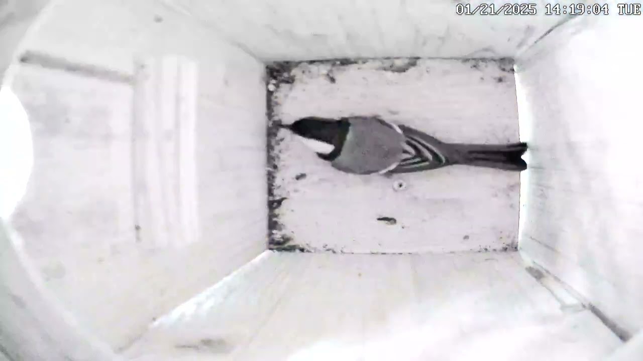 Kohlmeisenkasten - Great tit Nesting Box - Lina - 20.01.25 - 26.01.25