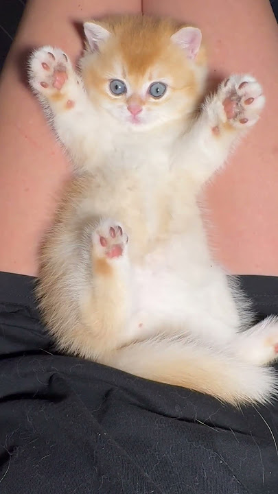  447717686593 https://www.kittensale.org www.instagram.com/kittensale8 www.facebook.com/kittensale