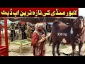 World record 300 kg goat Bakra Mandi in Lahore Pakistan 2021