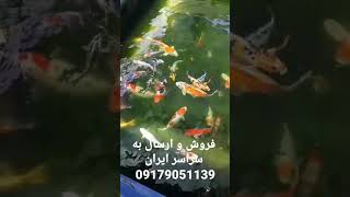 فروش بهترین ماهی کوی در ایران ارسال به سراسر ایران 09179051139