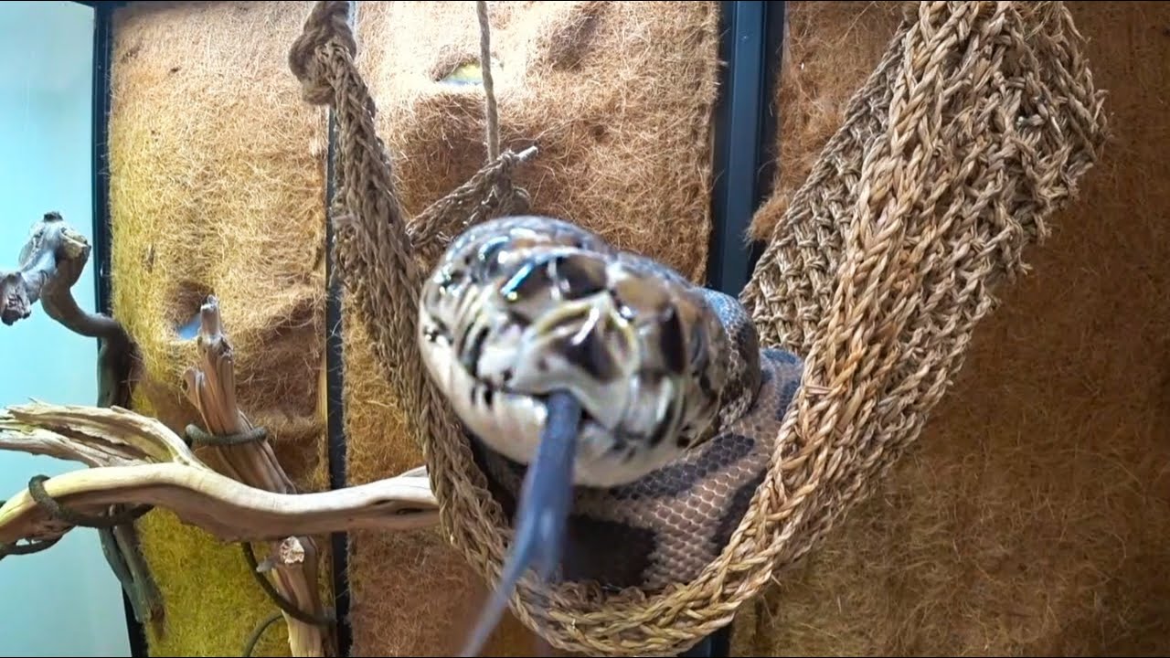 Too Close To The Case Meaning