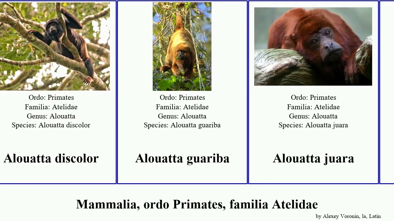 Mammalia, ordo Primates, familia Atelidae alouatta sara discolor Brachyteles Unicorn Heads Whales