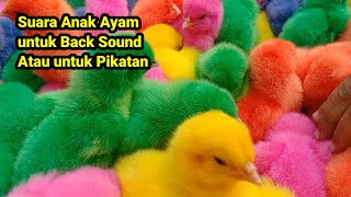 Suara Anak ayam Untuk isian, masteran, Backsound || anak Ayam warna warni