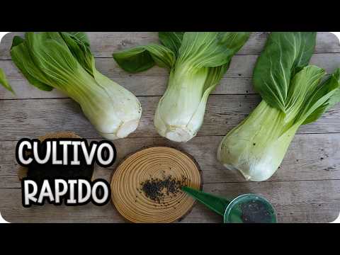 How to Plant Pak Choi: An Easy Guide to Growing Chinese Chard at Home || Toni's Garden
