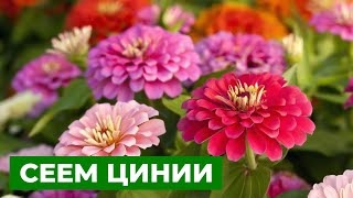 ШИКАРНЫЕ РАЗНОЦВЕТНЫЕ КРАСАВИЦЫ | Посев циннии на рассаду