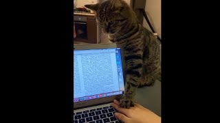 Responsible Cat Wouldn't Play With Dad While He's Working At Home