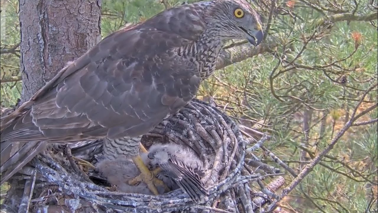Осторожно , жёсткие кадры ! 😨😢 Ястреб возвращается за вторым птенцом / Гнездо чеглока , Англия 