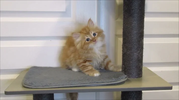 Video 5961171: siberian cattery