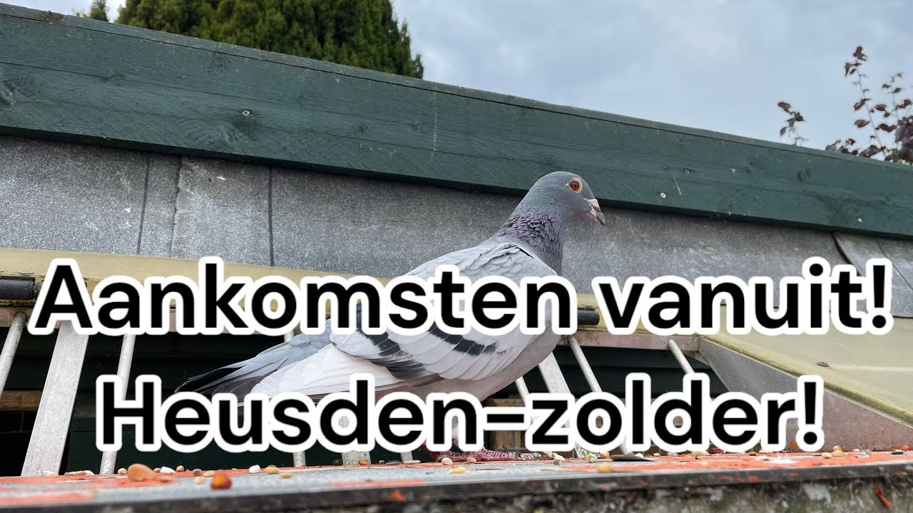 Aankomsten vanuit heusden-zolder | Postduiven |