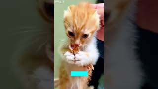 Happy Cat looks guilty instantly - Trending Shorts 🎥 Watch Till End!