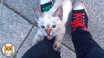 Proof the Cat Distribution System is Real! 😻