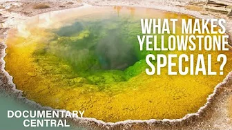 The Petrified Forest | Discovering Yellowstone! | Documentary