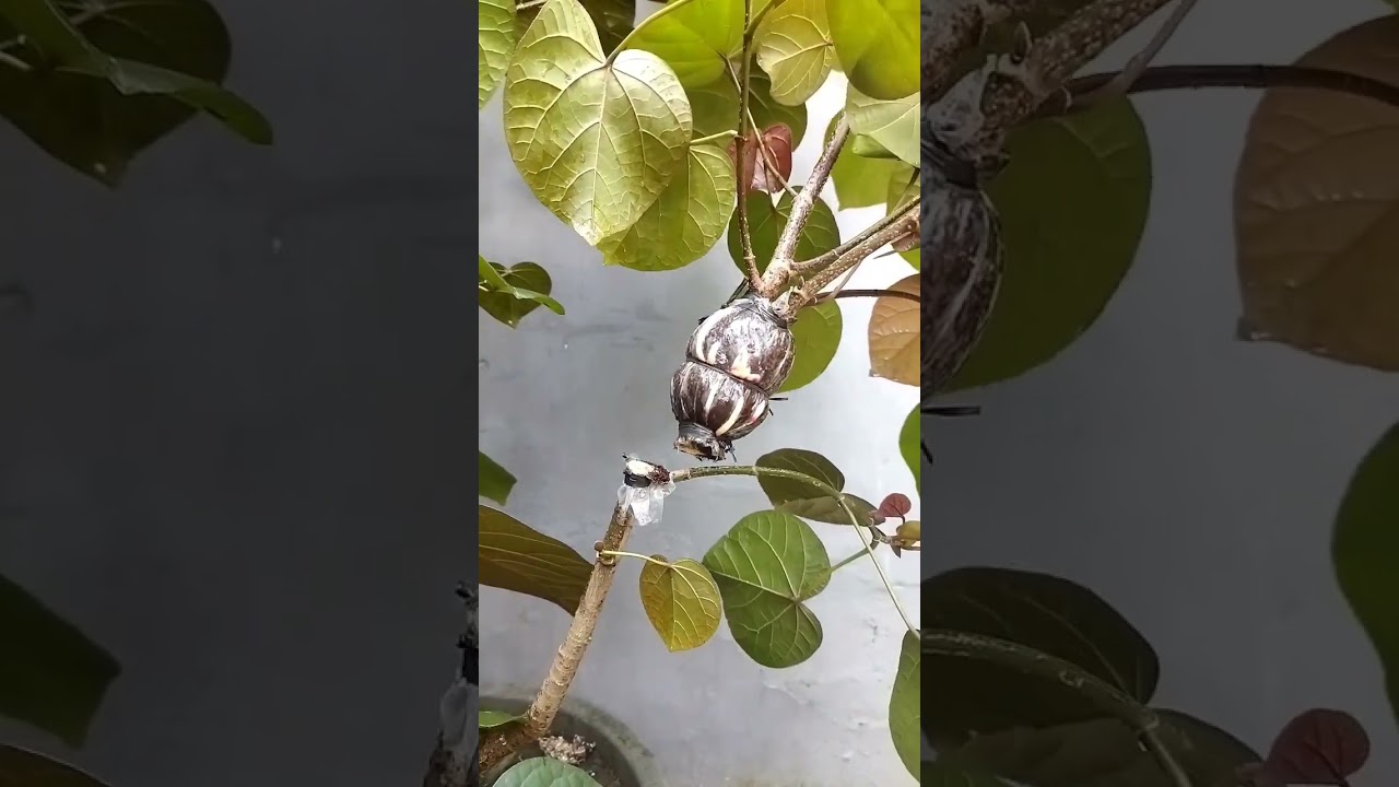 Program Bonsai Waru Mini II Turun Cangkok 