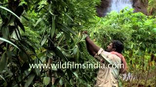 Green Vanilla bean orchids growing in Kerala plantation