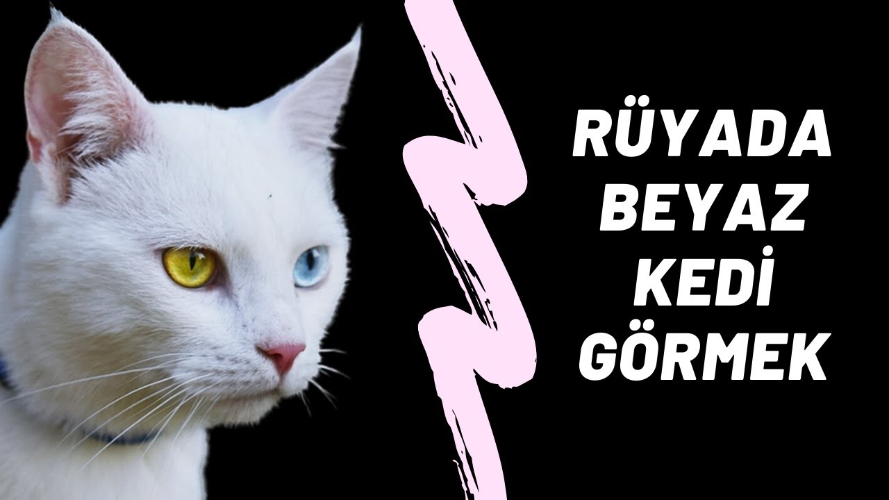 Ruyada Beyaz Kedi Gormek Ne Anlama Gelir By Pati Medium