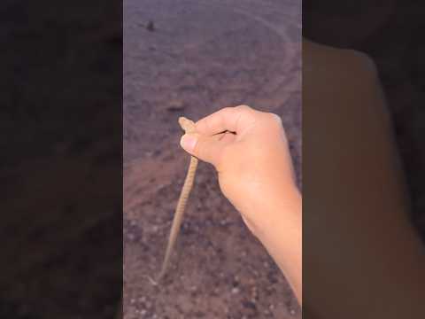 الارقم غير سام  اكسبلور سكربت ترند محركات صيد   ضحك ثعبان شيلات مقالب