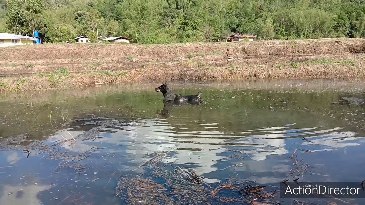 Anjing pun pandai mandi... - YouTube