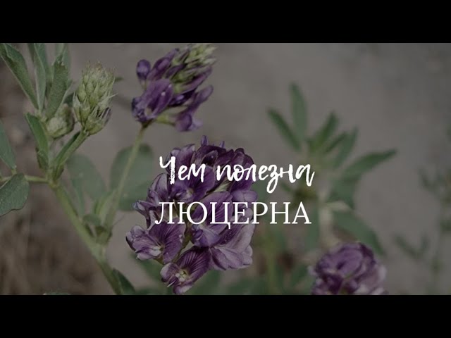 Чем полезна люцерна? Врач-натуропат о нутриентах для здоровья.