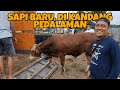 owner KANDANG PEDALAMAN belanja sapi di pasar Siyono