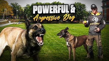DOG Aggressive Malinois Ecollar Training
