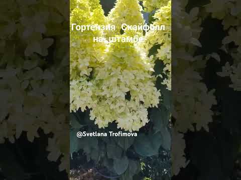Гортензия Скайфолл на штамбе #гортензии #цветущиекустарники #shorts