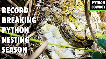 We’ve Never Found This Many Python Nests — Python Nesting Season Is Out of Control