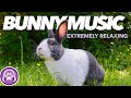 Music for Rabbits - Bonding Music for Anxious Bunnies